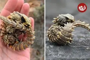 ببینید| آرمادیلو؛ مارمولک بامزه ای که شبیه اژدهاست