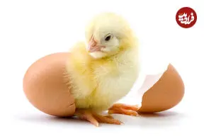 معجزه 21 روزه طبیعت؛ درون یک تخم مرغ در حال رشد چه می گذرد؟ + اینفوگرافیک