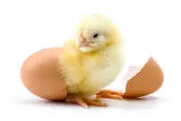 معجزه 21 روزه طبیعت؛ درون یک تخم مرغ در حال رشد چه می گذرد؟ + اینفوگرافیک