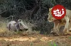ببینید| فرار باورنکردنی از چنگال سلطان
