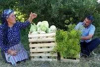 ببینید| غذای روستایی در آذربایجان؛ برداشت گل کلم تازه از مزرعه و تهیه ترشی با آن