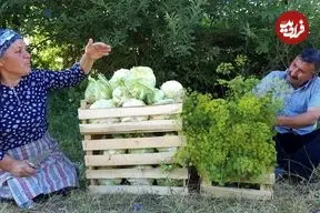 ببینید| غذای روستایی در آذربایجان؛ برداشت گل کلم تازه از مزرعه و تهیه ترشی با آن