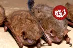 مرگ بسیار نادر در کانادا؛ خفاش فقط با نشستن روی صورت پسر ۱۱ ساله، جان او را گرفت