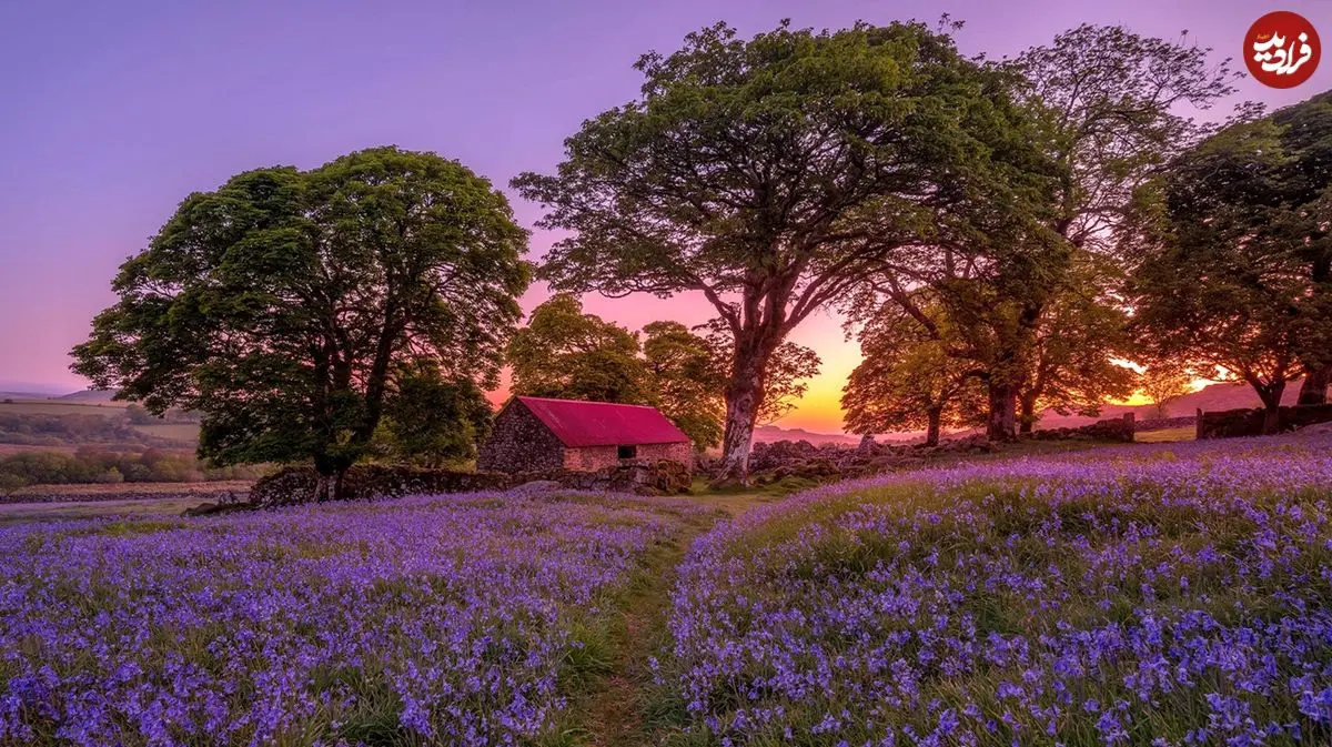 تصاویر؛ چشمگیرترین تصاویر از اولین مسابقۀ «عکاسی گل‌های وحشی» 