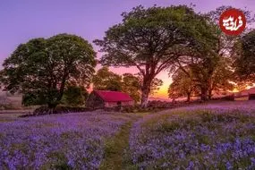 تصاویر؛ چشمگیرترین تصاویر از اولین مسابقۀ «عکاسی گل‌های وحشی» 