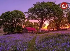 تصاویر؛ چشمگیرترین تصاویر از اولین مسابقۀ «عکاسی گل‌های وحشی» 