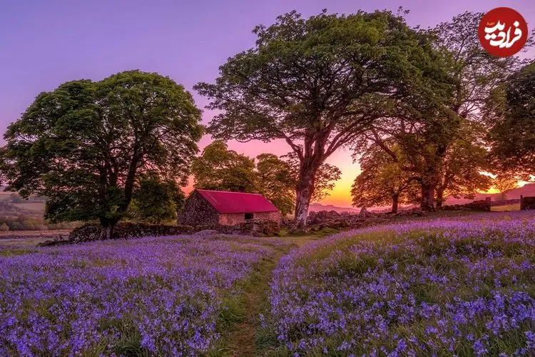 تصاویر؛ چشمگیرترین تصاویر از اولین مسابقۀ «عکاسی گل‌های وحشی» 