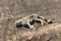 (ویدئو) روش عجیب محیط‌بانان برای محافظت از یوزها!
