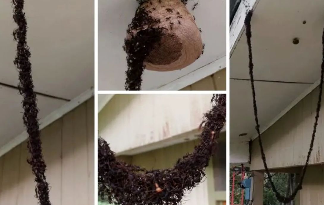 (ویدئو) مورچه‌ها با بدن خود برای تصرف کندوی زنبورها یک پل دو متری ساختند!
