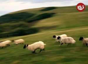 130 سال قبل چه اتفاقی افتاد که «گوسفندها» دیوانه شدند؟!