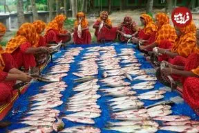 ببینید| غذای روستایی در هند؛ پخت خوراک سنتی با 100 ماهی کپور و فلفل قرمز