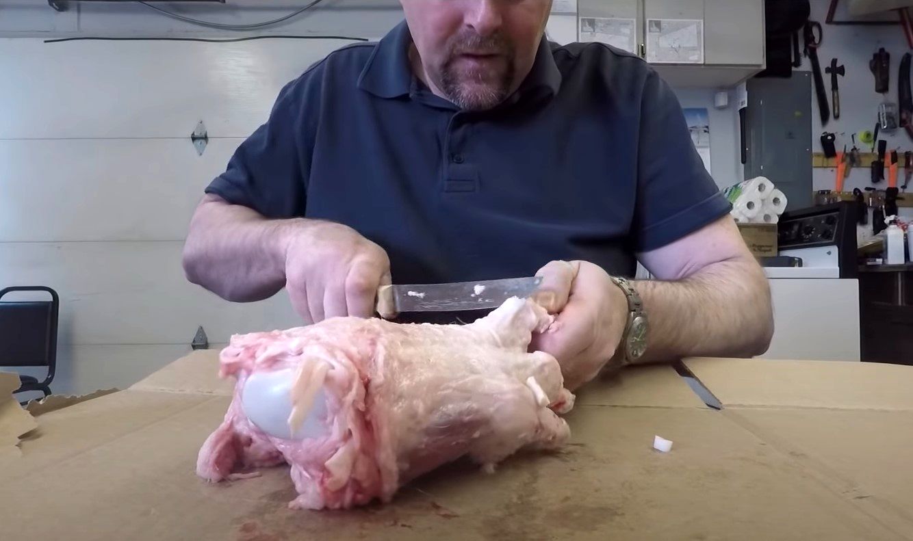 (ویدئو) طبخ پنجه «خرس قطبی» به روش آشپز کانادایی؛ یک غذای ممنوعه و گران!