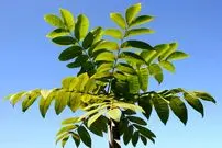 کشف دانشمندان ژاپنی: برگ درختان گردو حاوی علف‌کش طبیعی است