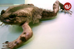 عکس| شکل دفاعی عجیب گونه‌ای از قورباغه