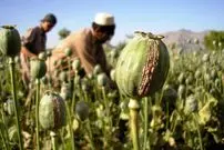 (ویدئو) تصاویر عجیب از کاشت تریاک در مرز ایران! 