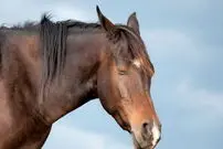 چرا اسب‌ها ایستاده می‌خوابند؟
