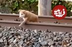 (ویدئو) خوابیدن یک سگ روی ریل هنگام عبور قطار