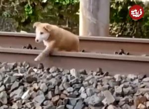 (ویدئو) خوابیدن یک سگ روی ریل هنگام عبور قطار