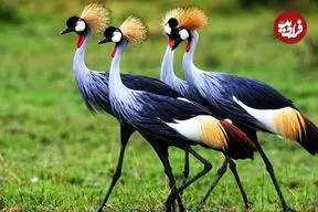 ببینید| 5 گونه از خارق العاده ترین و زیباترین درناهای جهان