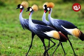 ببینید| 5 گونه از خارق العاده ترین و زیباترین درناهای جهان