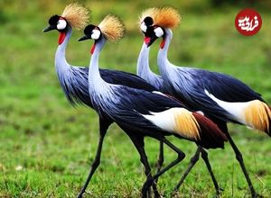 ببینید| 5 گونه از خارق العاده ترین و زیباترین درناهای جهان