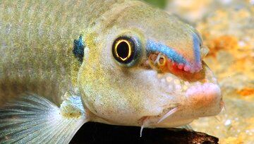 ( عکس) دهان این ماهی آکواریومی سلاح است!