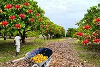 (ویدئو) تا به حال فرایند برداشت و فرآوری بادام هندی گران قیمت را دیده بودید؟