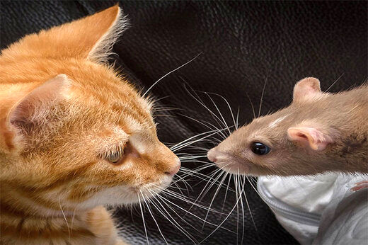 ( ویدیو) لحظه شگفت‌انگیز سیلی زدن یک گربه به موش شجاع اما تنها!