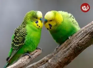 پرنده‌ها چگونه دوست پیدا می‌کنند؟