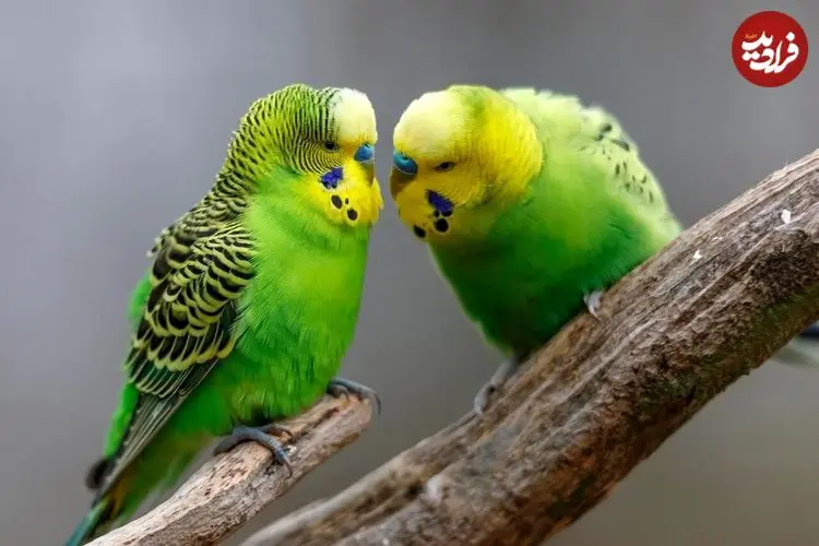 پرنده‌ها چگونه دوست پیدا می‌کنند؟