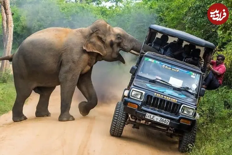 10 شاهکار عکاسی حیات وحش که لحظات خیره‌کنندۀ طبیعت را به تصویر کشیده‌اند