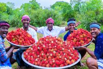 ببینید؛ غذای روستایی در هند؛ تهیه ترشی با 100 کیلو رامبوتان در طبیعت روستا