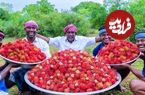 ببینید؛ غذای روستایی در هند؛ تهیه ترشی با 100 کیلو رامبوتان در طبیعت روستا