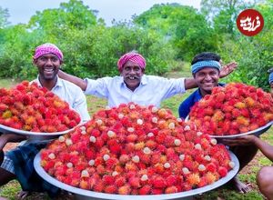 ببینید؛ غذای روستایی در هند؛ تهیه ترشی با 100 کیلو رامبوتان در طبیعت روستا
