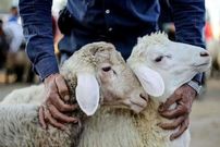 جدول؛ قیمت دام زنده امروز دوشنبه ۳ شهریور؛ تهران رکورددار گرانی شد