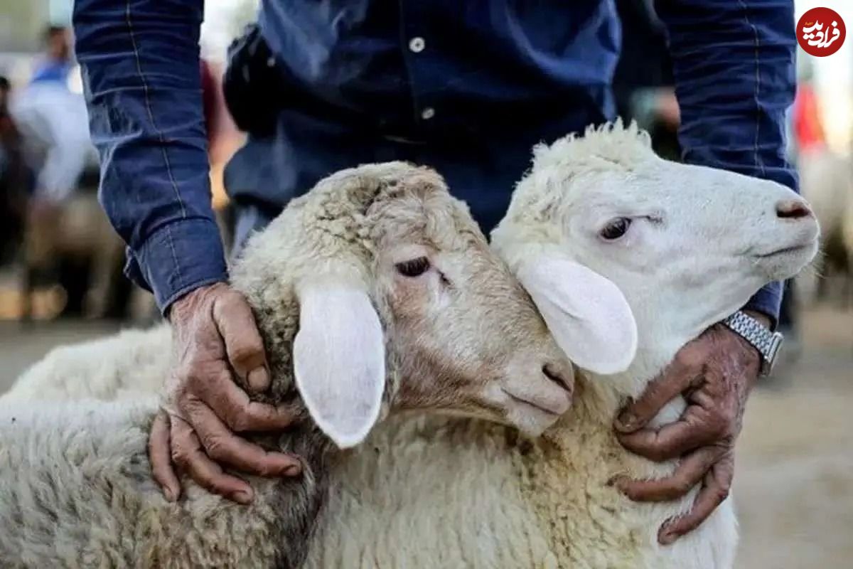 جدول؛ قیمت دام زنده امروز دوشنبه ۳ شهریور؛ تهران رکورددار گرانی شد