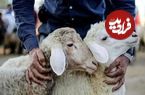 جدول؛ قیمت دام زنده امروز دوشنبه ۳ شهریور؛ تهران رکورددار گرانی شد