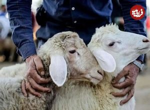 جدول؛ قیمت دام زنده امروز دوشنبه ۳ شهریور؛ تهران رکورددار گرانی شد