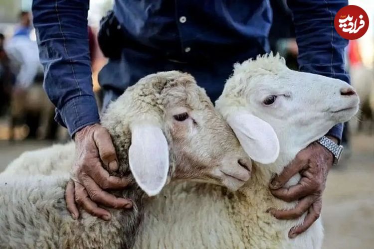 جدول؛ قیمت دام زنده امروز دوشنبه ۳ شهریور؛ تهران رکورددار گرانی شد