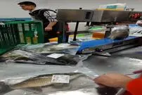 (ویدئو) عجیب اما واقعی؛ زنده زنده بسته بندی کردن ماهی!
