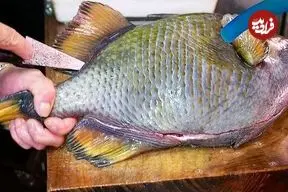 ببینید| غذای خیابانی در ژاپن؛ برش زدن ماشه ماهی و تهیه نودل با آن در اوکیناوا