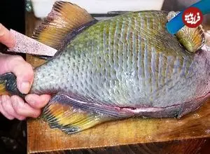 ببینید| غذای خیابانی در ژاپن؛ برش زدن ماشه ماهی و تهیه نودل با آن در اوکیناوا