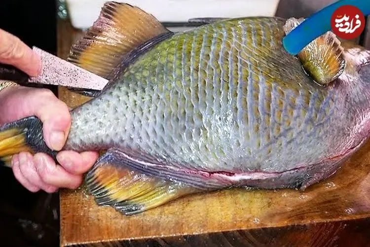 ببینید| غذای خیابانی در ژاپن؛ برش زدن ماشه ماهی و تهیه نودل با آن در اوکیناوا