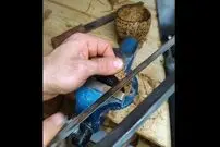 (ویدئو) خلاقیت جالب در ساخت لیوان با پوست نارگیل