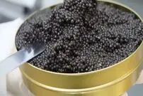 (ویدئو) ببینید خارجی ها چگونه خاویار را تولید، استحصال و بسته بندی می کنند