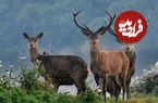 ببینید؛ بازیگوشی گله گوزن‌ها در البرز جنوبی