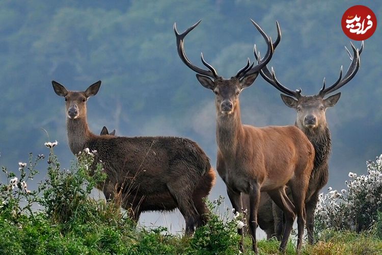 ببینید؛ بازیگوشی گله گوزن‌ها در البرز جنوبی