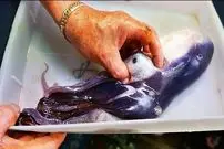 ببینید| غذای خیابانی در ژاپن؛ تهیه دو نوع غذا با اختاپوس بنفش کمیاب در اوکیناوا