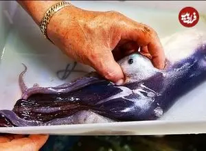 ببینید| غذای خیابانی در ژاپن؛ تهیه دو نوع غذا با اختاپوس بنفش کمیاب در اوکیناوا