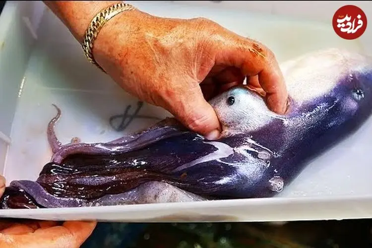 ببینید| غذای خیابانی در ژاپن؛ تهیه دو نوع غذا با اختاپوس بنفش کمیاب در اوکیناوا